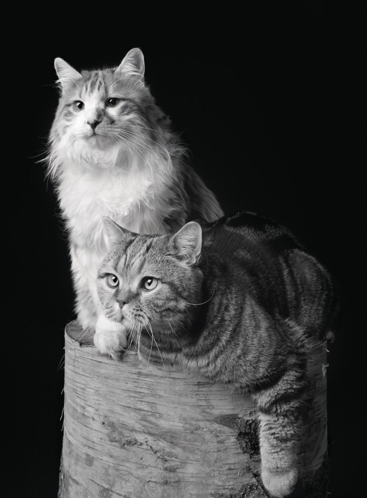 два кота-web.jpg